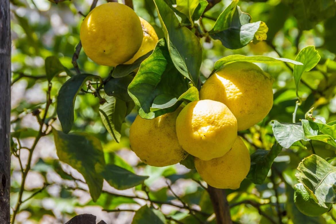 Tailler un citronnier quand et comment faire ? Madmoizl Déco