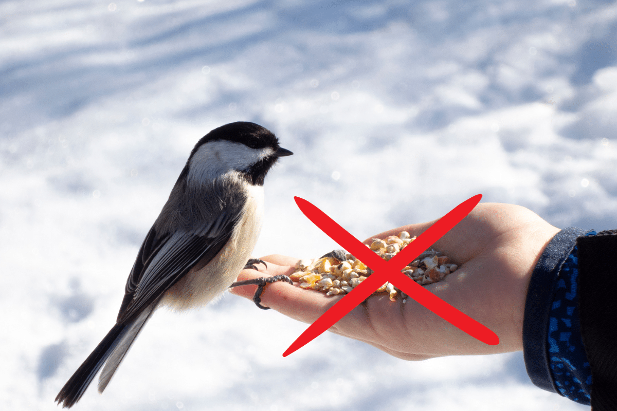 nourrir un oiseau en hiver