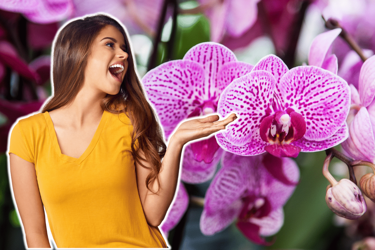 faire fleurir une orchidée