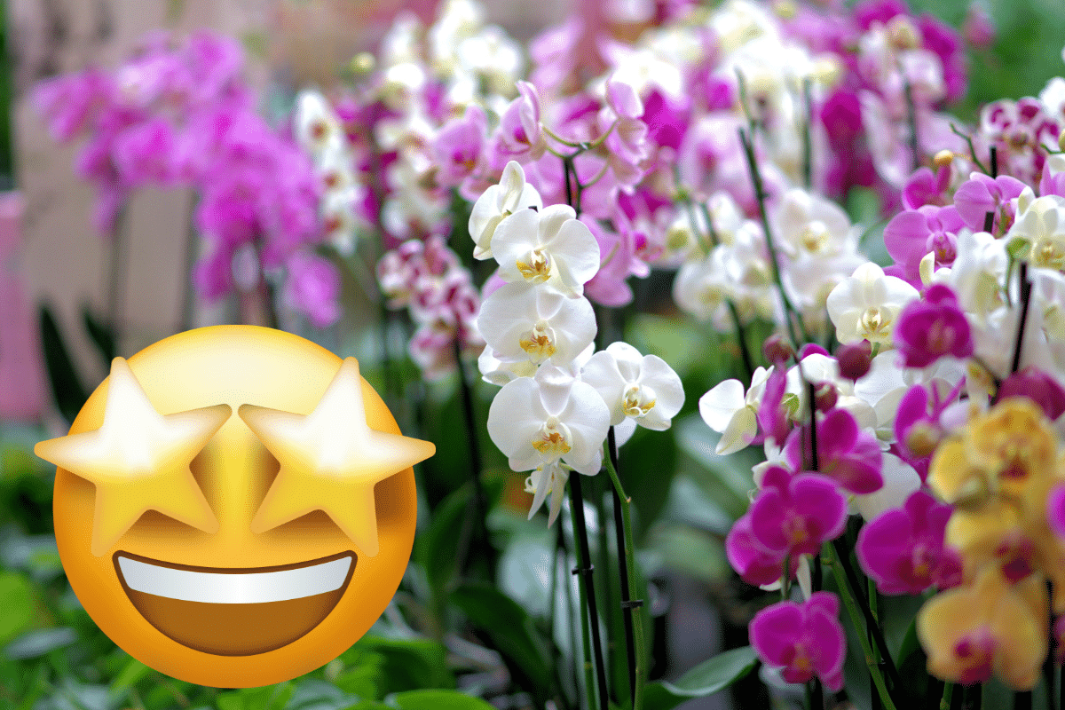 orchidées
