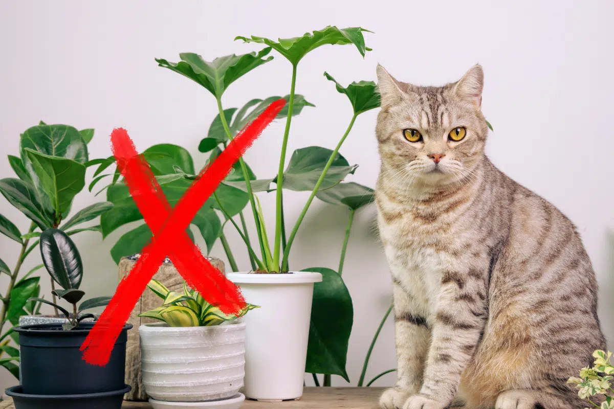un chat et des plantes vertes