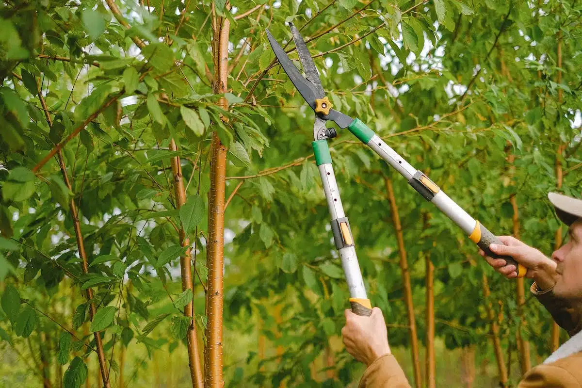 tailler arbres