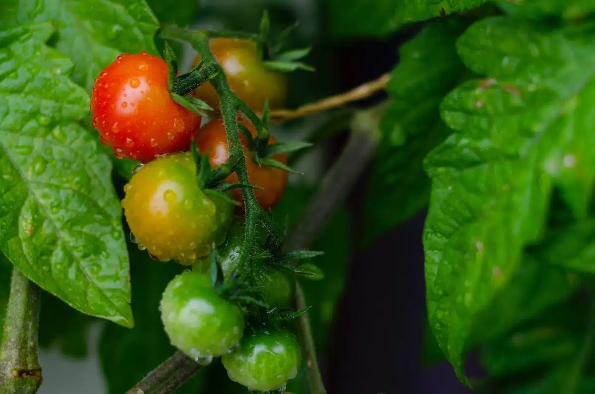 tomates  maturation