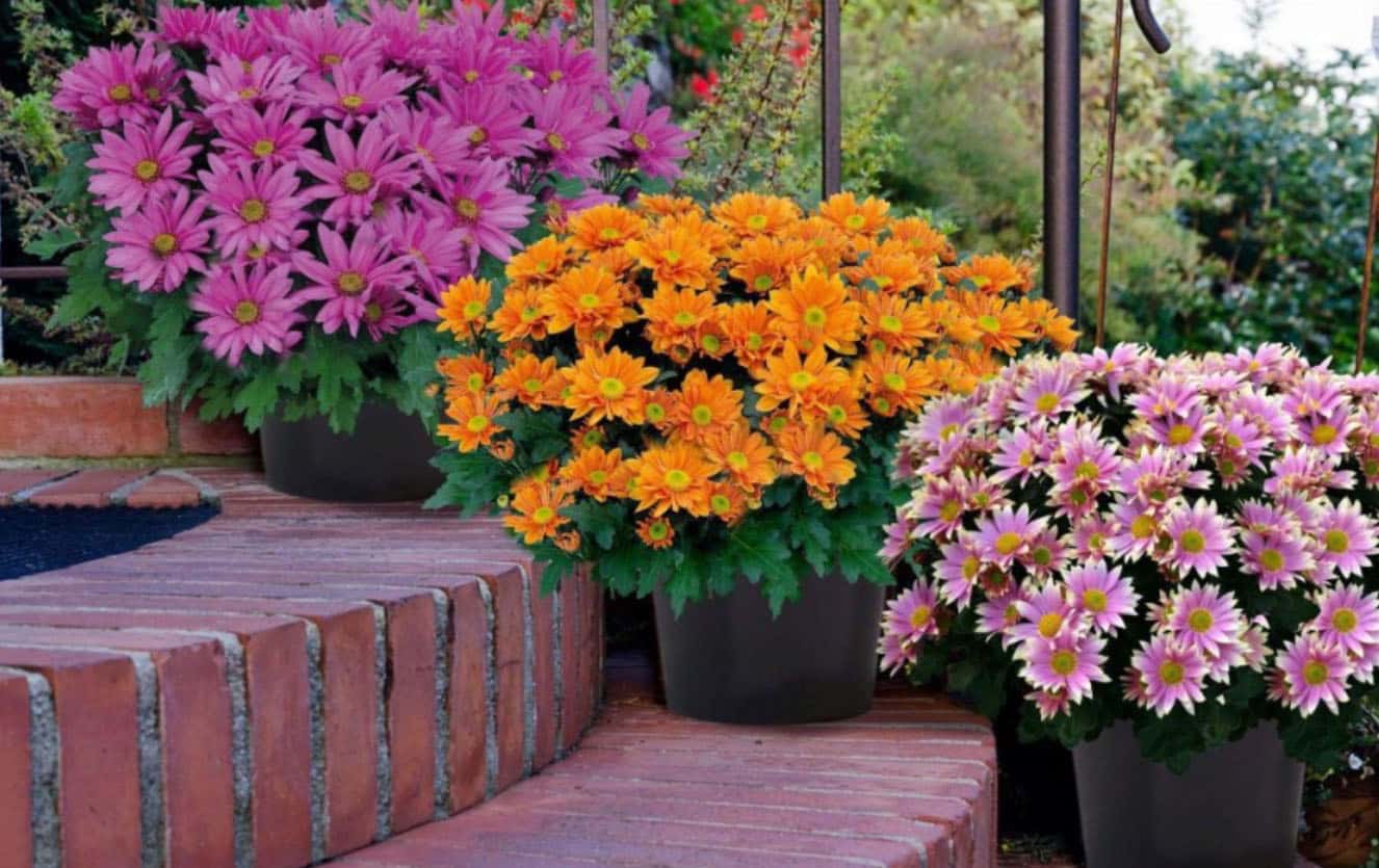 Quelles sont les fleurs à planter en septembre ?