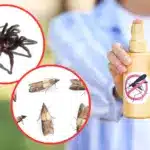 répulsif contre les insectes