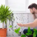 moisissures et plantes vertes