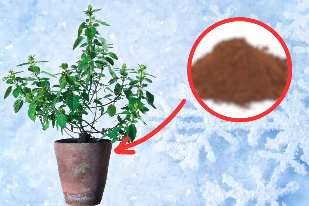 protéger une plante en hiver avec du marc de café