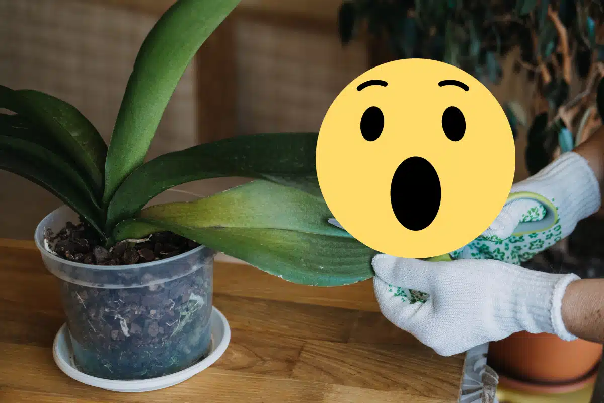orchidée