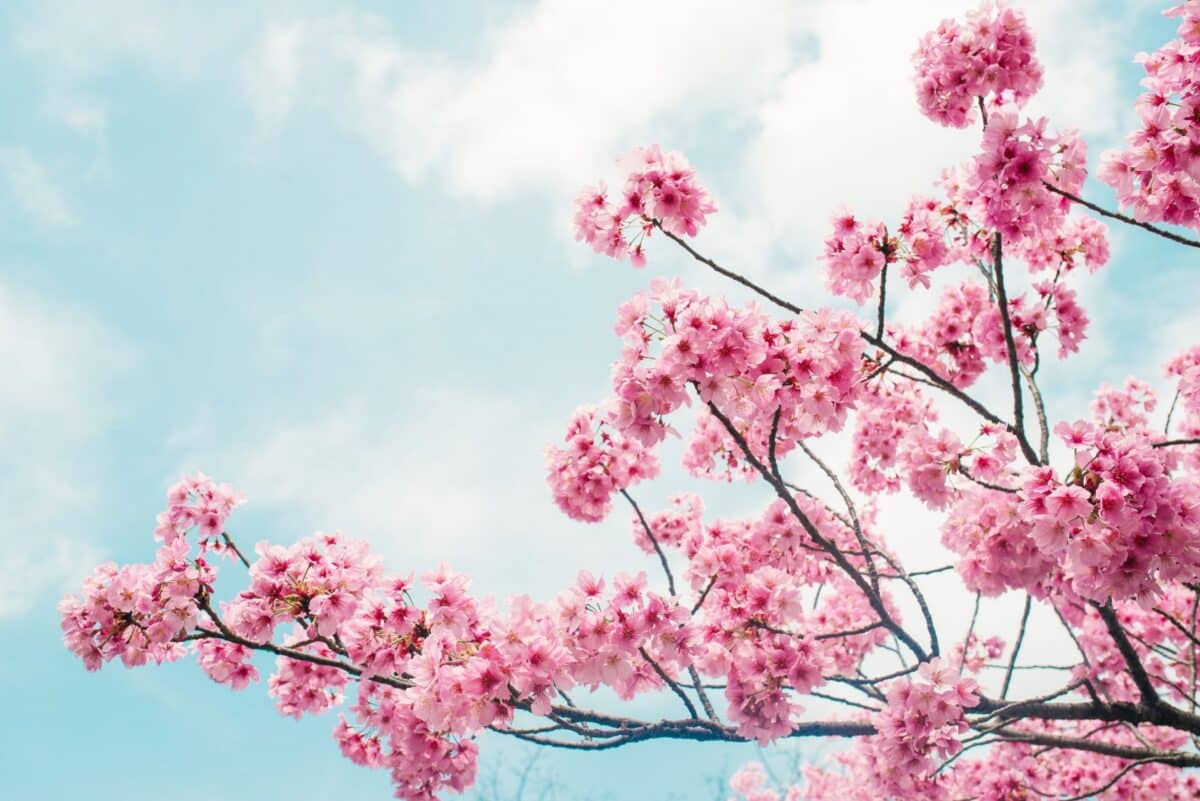 Les 10 plus beaux arbres à fleurs roses pour égayer votre jardin
