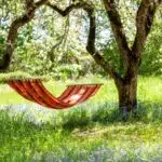 Les 10 plus beaux arbres à fleurs roses pour égayer votre jardin