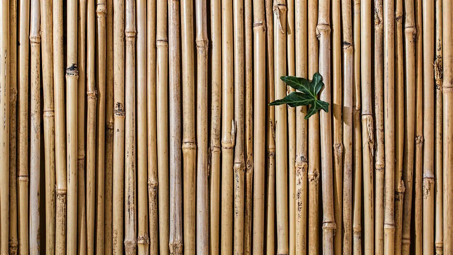 Adoption des meubles en bambou : les réelles motivations