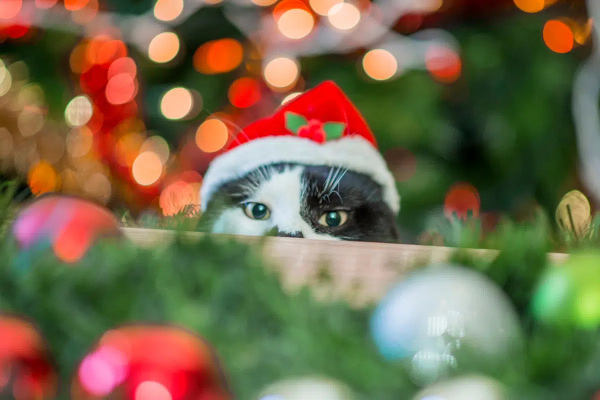 chat dans les décos de Noël