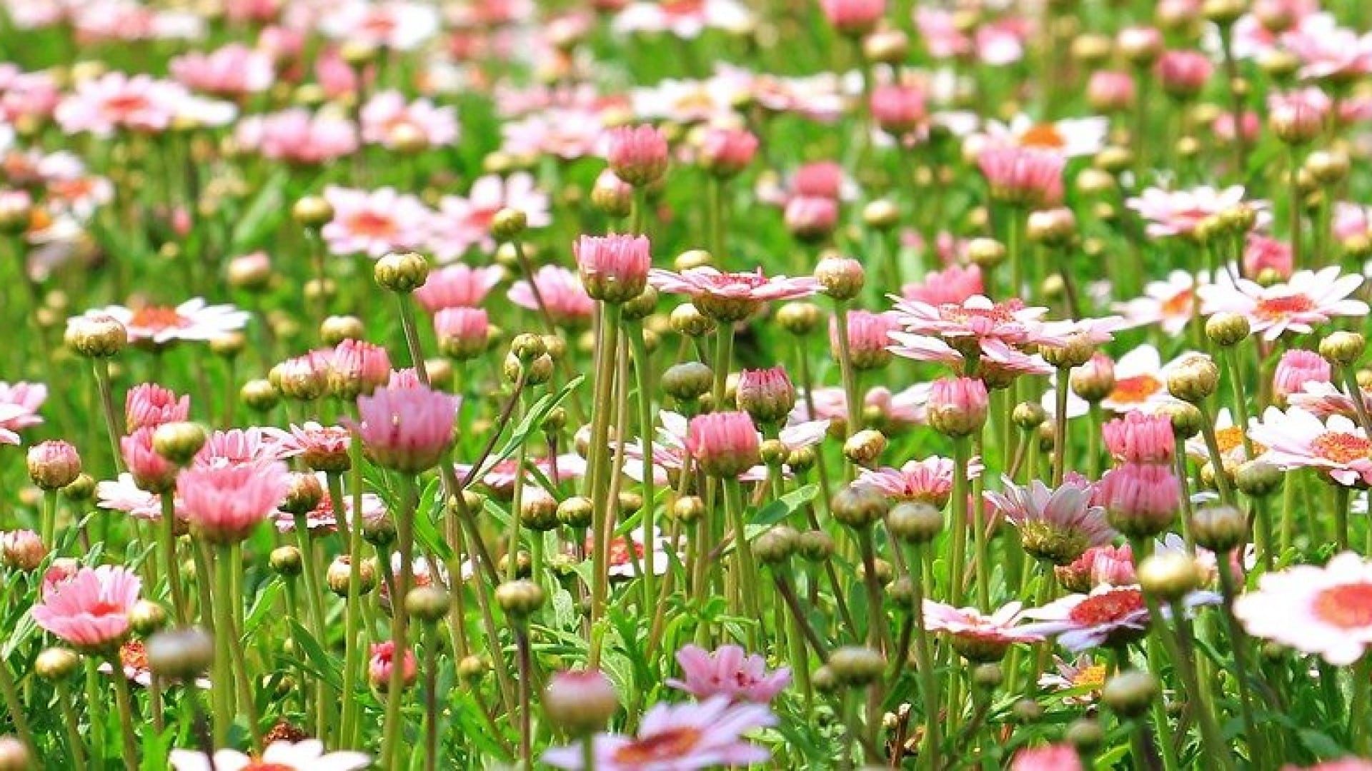 Comment choisir son abri de jardin ?