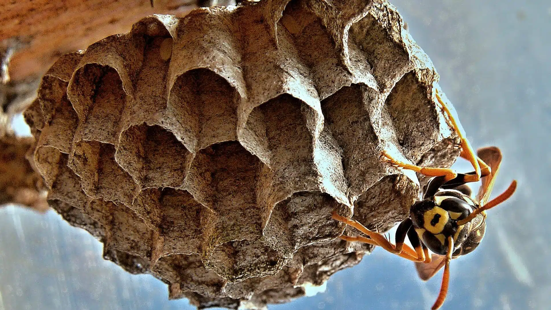 Destruction nid de guêpe : comment s'y prendre ?