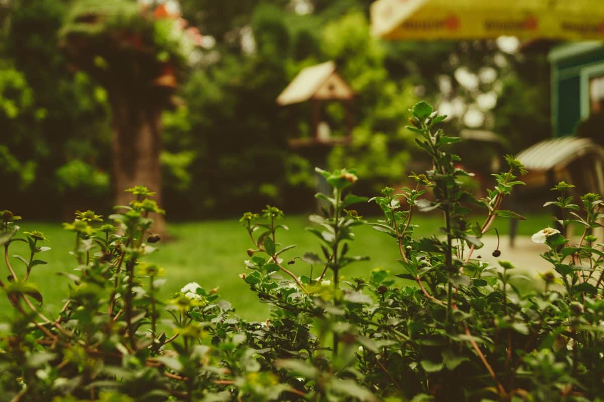 Bordure de jardin