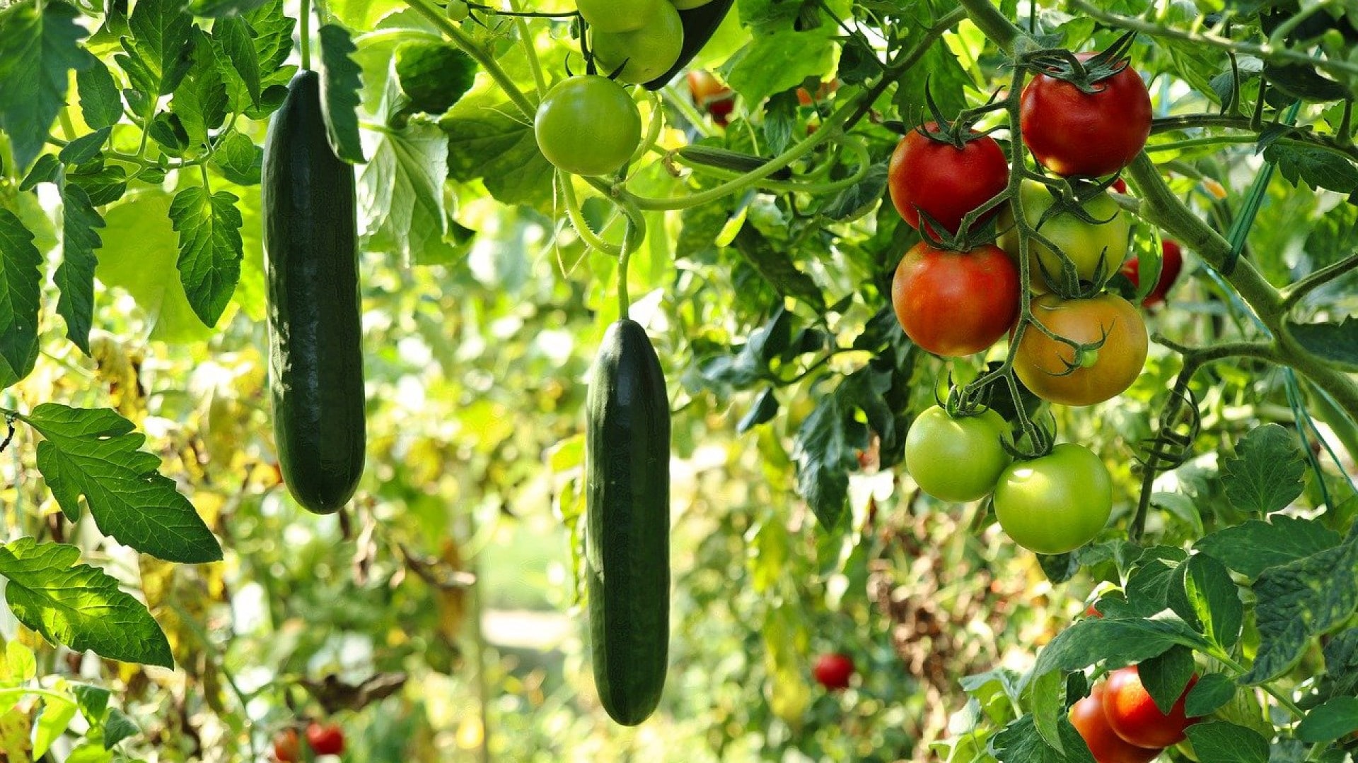 Quels sont les avantages d’avoir un potager bio chez soi ?