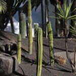 green cactus plant on gray concrete wall
