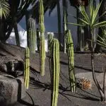 green cactus plant on gray concrete wall