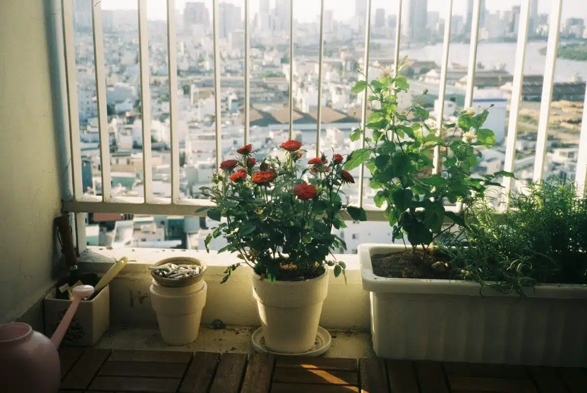 plantes sur un balcon 
